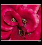 Una famiglia dentro un fiore....... Una famiglia dentro un fiore.......