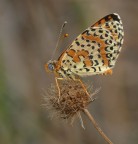 Farfalla con rugiada Farfalla con rugiada