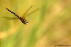 ...libellula in volo ...libellula in volo
