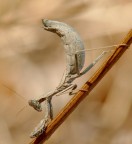 Mantide religiosa Mantide religiosa