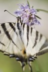 Soffusa Soffusa