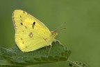 Colias Colias