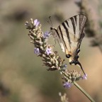 podalirio 2 podalirio 2