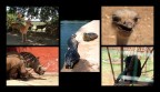 in a zoo in a zoo
