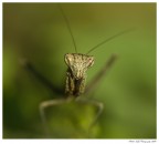 Mantide Pisolo Religioso! Mantide Pisolo Religioso!