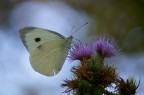 Pentax k100d con Cosina 100mm macro, 1/350 sec. f/8 a mano libera, 400 Iso. Commenti e critiche gradite!