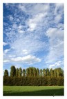 Wall of Trees Wall of Trees