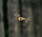 missile in volo missile in volo