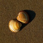 Conchiglie Conchiglie