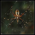 le perle di argiope le perle di argiope