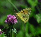Colias Colias