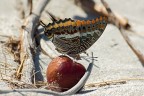Charaxinae Jasius Charaxinae Jasius