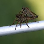 ma cosa combinano queste zanzare ma cosa combinano queste zanzare