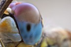 Occhio di libellula Occhio di libellula