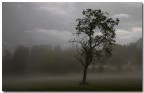 come quest'albero come quest'albero