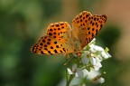 Issoria lathonia