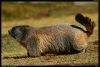 Valle di Lauzanier si trova in territorio francese subito dopo aver superato il confine di Stato dal Colle della Maddalena (Cn). 
E' soprannominata la "Valle delle Marmotte", infatti qui i simpatici e timorosi animaletti sono alquanto "DISIBITI" e si lasciano avvinicare, mangiano direttamente dalla mano e si fanno accarezzare! Provare per credere!
E' una valle molto ampia con dei colori bellissimi con due splendidi laghi alpini che poster nei prox giorni.
ciao Luca