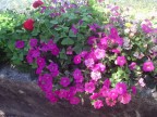 tutto  il  lungo lago variopintoo di fiori e tenuto  perfettamente