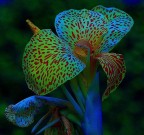 Al chiaro di luna. Al chiaro di luna.