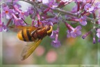 Volucella zonaria Volucella zonaria
