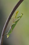 Mantide religiosa Mantide religiosa