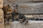 Vita da gatti Vita da gatti