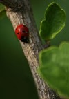 coccinella coccinella