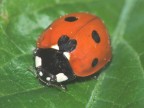 bellissima coccinella, notate il cuore sulla calotta, incredibile