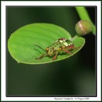 Nezara Viridula Nezara Viridula