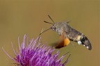Macroglossum...grossum grossum Macroglossum...grossum grossum