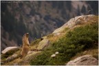 marmotta marmotta