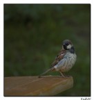 Dolce volatile! Dolce volatile!