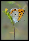 Una coloratissima licenide Una coloratissima licenide