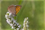 Lycaena phlaeas Lycaena phlaeas