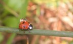 COCCINELLA COCCINELLA