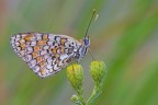 Melitaea Melitaea
