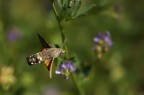 Macroglossum Stellatarum Macroglossum Stellatarum