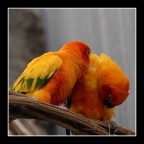 vicini, vicini! vicini, vicini!