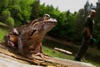 Rana temporaria Rana temporaria