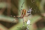 Argiope bruennichi Argiope bruennichi
