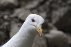 sigma 170-500
500mm
f/7.1
1/320
iso-800