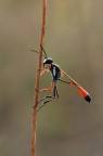 Ammophila sabulosa Ammophila sabulosa