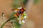 Volucella zonaria Volucella zonaria