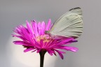 Plumbea