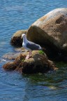Seagull in Monterey, CA Seagull in Monterey, CA
