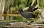 Renzo-Gallinella