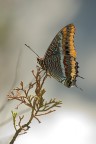 Charaxinae Jasius Charaxinae Jasius