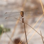 dragon-flower dragon-flower