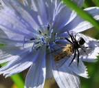 ragnetto in festa ragnetto in festa