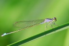 Damigella violetta Damigella violetta